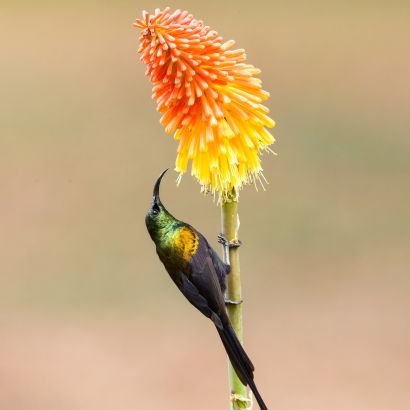 ravi_ra0603's profile picture. 𝓜𝓾𝓼𝓲𝓬 𝓔𝓷𝓽𝓱𝓾𝓼𝓲𝓪𝓼𝓽 🎵
𝓢𝓱𝓲𝓷𝓮 𝓫𝓻𝓲𝓰𝓱𝓽 𝓵𝓲𝓴𝓮 𝓪 𝓭𝓲𝓪𝓶𝓸𝓷𝓭 💎 𝓷𝓮𝓿𝓮𝓻 𝓵𝓮𝓽 𝓪𝓷𝔂𝓸𝓷𝓮 𝓭𝓲𝓶 𝔂𝓸𝓾𝓻 𝓵𝓲𝓰𝓱𝓽 🌟✨🖖