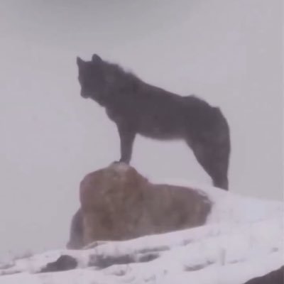 AltaylardanT's profile picture. ”Ağaç kovuğundan çıkmadık, gökten zembille inmedik. Tesadüfen olmadık, toplamayla oluşmadık. Tarihte Türk’tük, halde Türk’üz, istikbalde de Türk olacağız.”