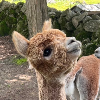 coherentkitty's profile picture. dm me for cat pictures