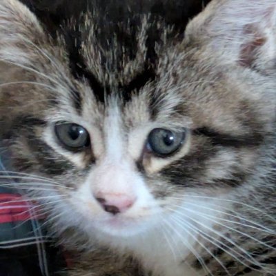 hound1314's profile picture. Half of everything is luck, James.
PS ID & Xbox GT: hound1314ad 
SW Friend Code: SW-0047-2283-2824
https://t.co/VCtycF5dhi