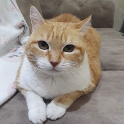 VeraLynnDF's profile picture. Ateş karşısında bozulmayan altın, altın karşısında bozulmayan kadın, kadın karşısında bozulmayan erkek; kalitelidir. - Gorki

/

Kamu Yönetimi ve Siyaset Bilimi