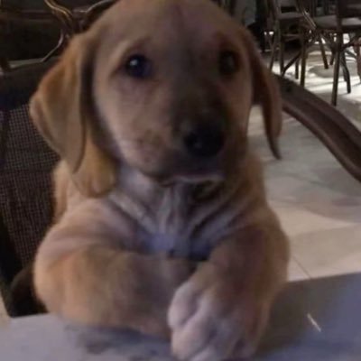 sinembisg's profile picture. her şey hakkında azda olsa bilgim var