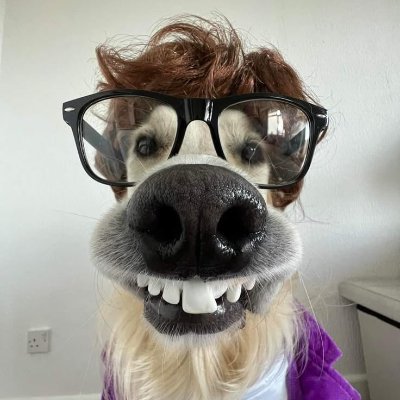 dracoyall's profile picture. The cabal himself 🧑‍🍳 | My telegram: https://t.co/ErJVi008u2