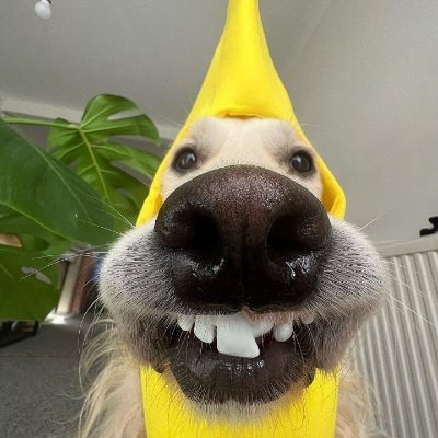 nahknoya's profile picture. unemployed millionaire • crypto gambling 💎 | https://t.co/Mz9mLbQFC1