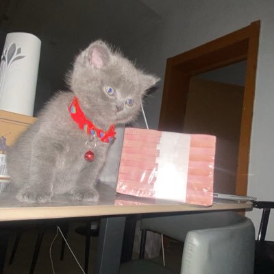 akdgohard's profile picture. retired lover boy 🚩| frontend dev💻 | web3