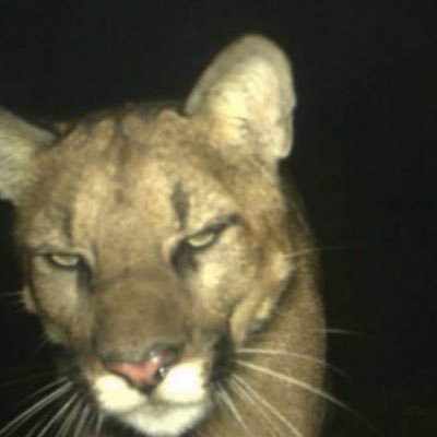 jhadivyansh29's profile picture. sup nerds!