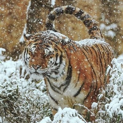 N4L4_4L4N's profile picture. he/they/she/it/that
gender fluid- pansexual - polyamorous - 16 - tiger+Scottish fold- I'm a freak 💔