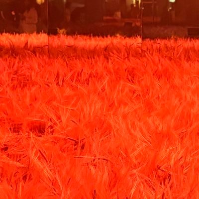 inframonkeyca's profile picture. 