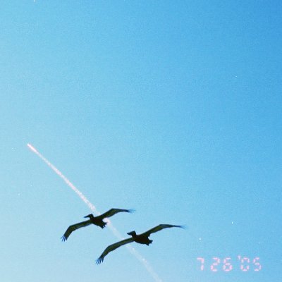 AsFreedomFlies's profile picture. Patriotism is placing your family and neighbors ahead of your government. Our Government is soluble through proper education and high moral character.