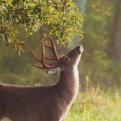 froststride's profile picture. socialist politics and weather enthusiast. antifa’s stablemaster