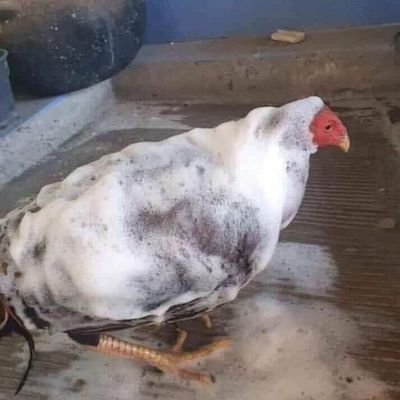 FFNanachi's profile picture. Y yo que soy un animal que no entiende de nada y todo le sale mal