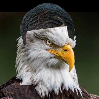 TheBirdAccount's profile picture. 