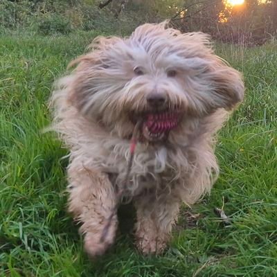 PON_Denny's profile picture. Ich bin ein PON, Bürohund und Sicherheitschef bei @RA_ABiat. Motto: 4 🐾 für ein Halleluja! Es schreibt Denny (🐾) oder der Zweibeiner (TD o. 🚶‍♂️ )