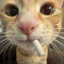 RicaMax287332's profile picture. High Roller • Business Man With Business Plan • Making People Richer • Crypto - Betting Channels➡️https://t.co/ThSgE0Ea8n