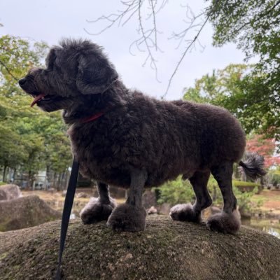 YaneuraWarabi's profile picture. 呟くことはもっぱらくだらない日常の事。 ダップー(ダックス×プードル)のタミー君が多め。もふもふをいいねリポストしがち。 たまにゲーム。FF14@Yojimbo 戦闘苦手民。 過去ゲーはロードス、リネレボ、白猫、ギルドラ、アメーバピグ。 小学生レベルの下ネタもたまに。