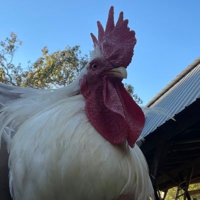 therealfoghorn1's profile picture. JESUS IS LORD.//Pro-Freedom/Anti-Communist; Survivor of “The Winter of Death for the Unvaccinated” #genx #flynavy