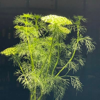 PDoreille's profile picture. 