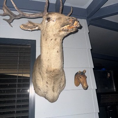 Dylanjstruchlak's profile picture. Here for the show