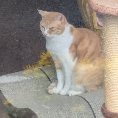 neco_web's profile picture. FXメインでやってます。連続黒字終了の年を増やしたい。今年成功すれば4年連続黒字です