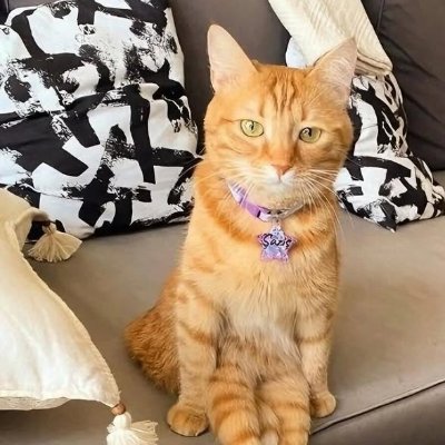 decentnarrator's profile picture. 