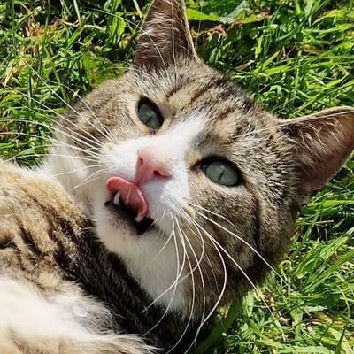 thekittenwinksy's profile picture. thrown out of a car  as a kitten, but landed on my 3 paws into a loving family with thousands of friends x