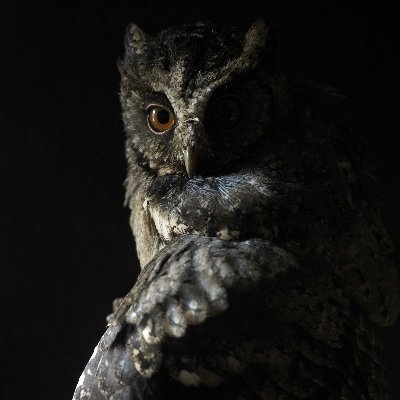 noaislop's profile picture. 