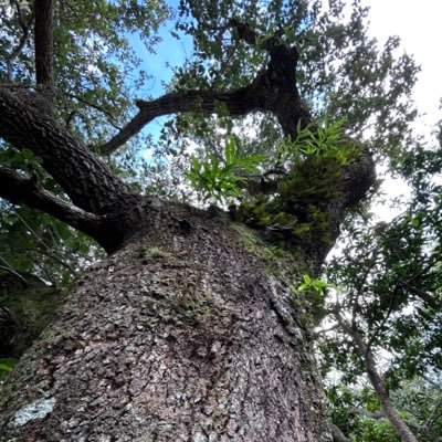 davfersoto's profile picture. 