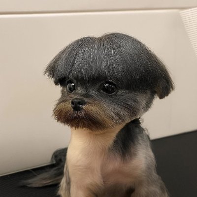 AgouDog's profile picture. 📖 Always Learning | Kindness and Compassion First | I'm interested in politics here, but I understand everyone's different views on politics.