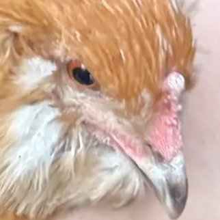 telachance's profile picture. he/any ! i draw roblox i live roblox i breath roblox | DNI : darkship, profic, shedtwt etc | i don't bite i promise :-)
@bloodofgreed = WIPS, doodles, random