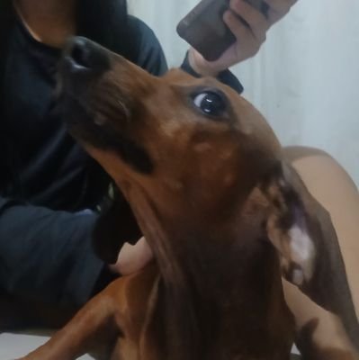 giiillll28's profile picture. AMAZONENSE 
Palmeirense💚🤍F&G❤😍
 Kyara 🐶 Kyra 🐶  Nina🥰🐶Valentina🐶 Jotapê🐶 minhas gatinhas Cid e Vivi black🐈😻
♥️Boi Garantido❤️O Boi do Povão 😍❤
