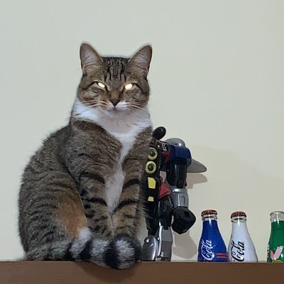 RocketRaccryp's profile picture. 