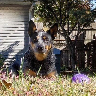 StephenWeb1306's profile picture. Heeler Owner
Abiding In Christ
Reformed with a pinch of Dispensational Eschatology