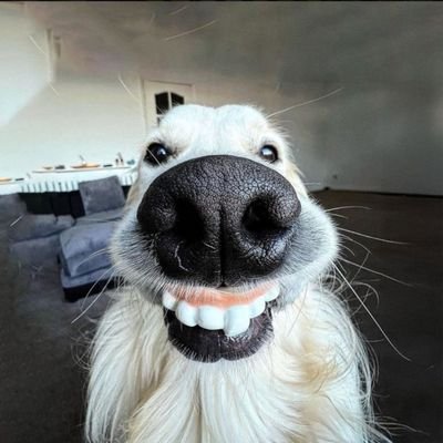 GooferonSol's profile picture. GOOF | AoG6dGKE9xNE3Qx9ZsbDa5AVBMi1xmVzSfDABeXipump