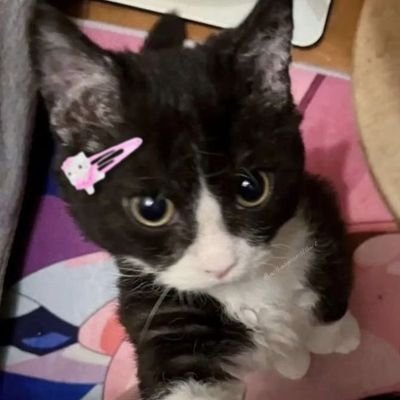 nediarie's profile picture. 