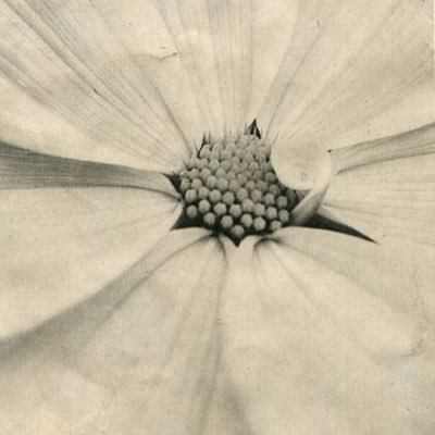 voenx010's profile picture. اللهم دبّرني فإنّي لا أُحسنُ التدبير