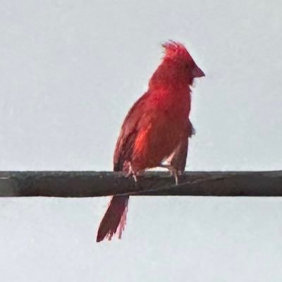 Hiyaaloha's profile picture. The U.S.A. is a Constitutional Republic , not a democracy. Fervent believer in God and the U.S. Constitution.