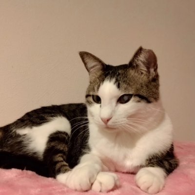 marveiious99077's profile picture. 夢を実現するための3つのステップをご紹介します。心を込めて本気でやれば何でもできると信じてください。🙏