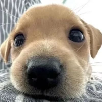 babala1334's profile picture. 