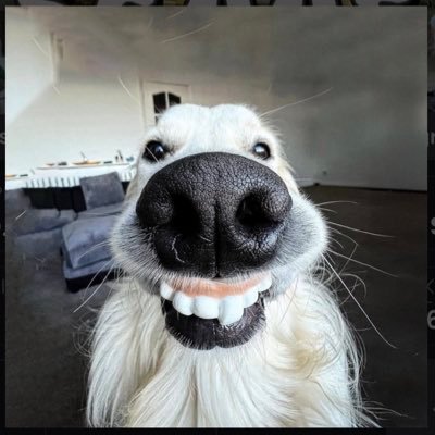 Goofdotmeme's profile picture. GOOF | AoG6dGKE9×NE3Qx9ZsbDa5AVBMi1xmVzSfDABeXipump