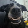 PablitoLibertad's profile picture. 