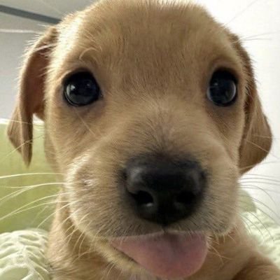 lurpoism's profile picture. what up – HEADER BY @bricheesedraws —ฅ/ᐠ. ̫ .ᐟ\ฅ — ♥