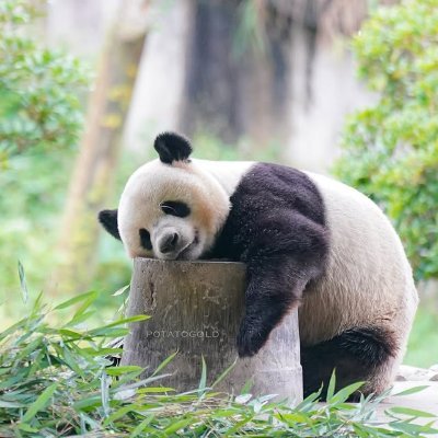 ybntfij's profile picture. 私は台湾出身で、世界中を旅するのが大好きです。韓国とウクライナにも行きました。

美しい景色に目を奪われるたびに、将来について真剣に考える時間を持つことができます。