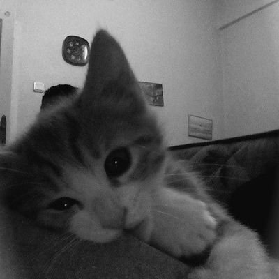 Manchaie's profile picture. hijrah ke @swantlly