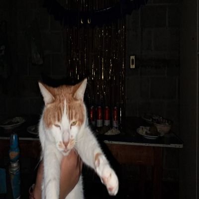 lizvelasquez202's profile picture. 💚