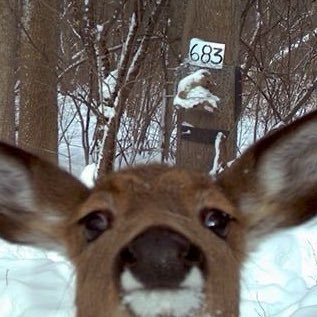 teddyswerehamp's profile picture. i’m truly quite normal about werehamster remus lupin | header by @Gatsbys_lament