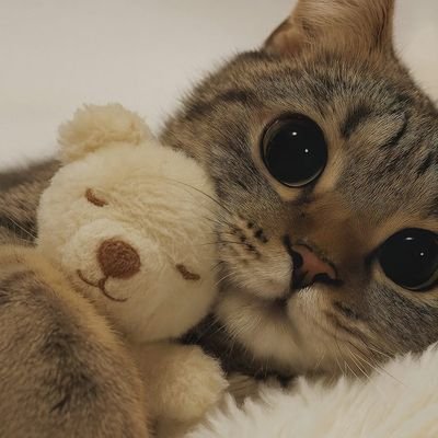 HnungnhingX's profile picture. .  ˚ ༘ ◝ 🧸 𖦹꙳࡛࣪⋕
