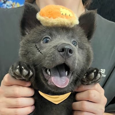 Mitsya09's profile picture. Web3行业研究新人|边学边写,记录认知的升级