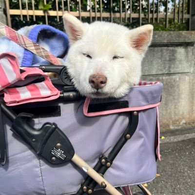 InfinyPink3's profile picture. 英語勉強中 英会話 時々🐕🐈 フリーランスのお仕事してます 最近はワドルディも好きです⭐️ワド好きさん仲良くしてください