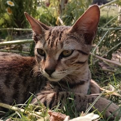 Yash345351's profile picture. Java is ❤️, learning Spring Boot and Angular