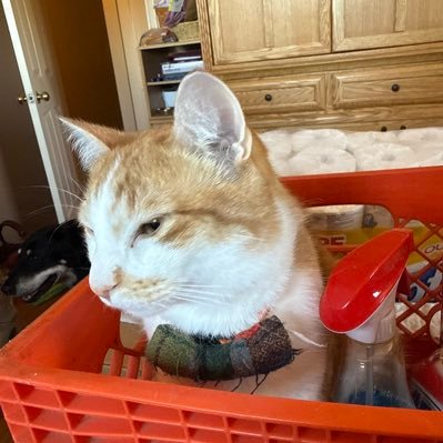 thetinyfurry's profile picture. 